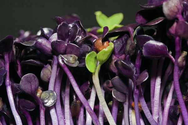 Red radish cress