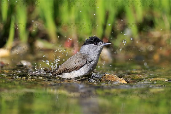 Blackcap