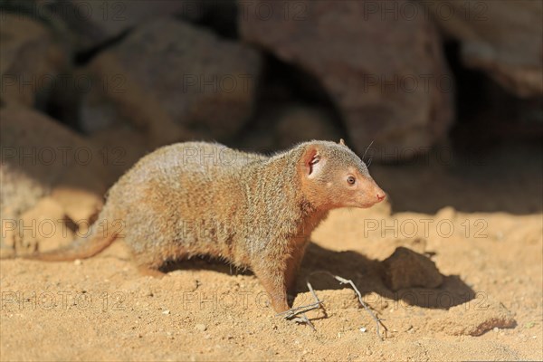 Dwarf mongoose