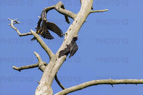 Eurasian sparrowhawk