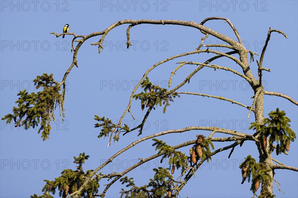 Great tit