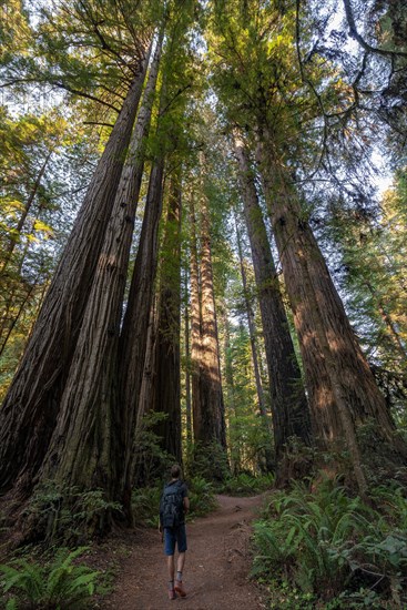 Hiker on trail through forest with coast redwoods