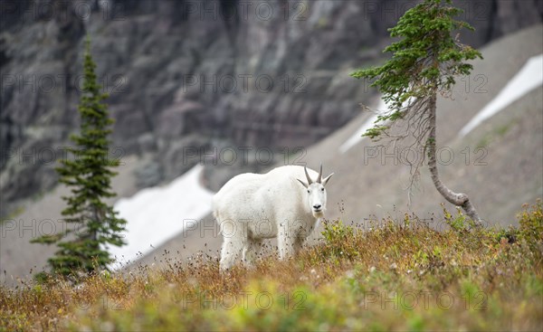 Mountain goat