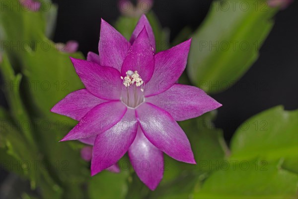 Red flower of a Schlumbergera from the cactus