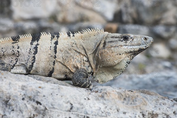 Black spiny-tailed iguana