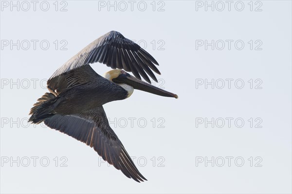 Brown pelican