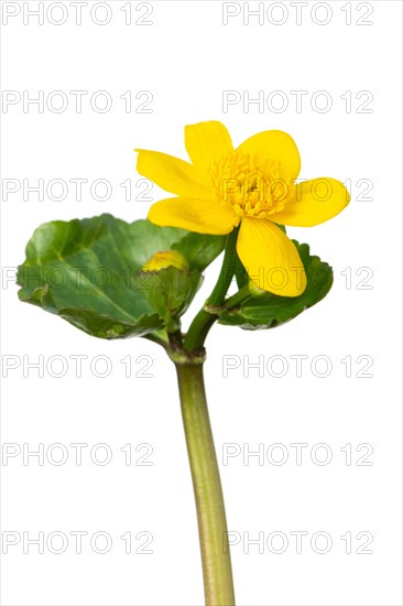 Flowering marsh marigolds