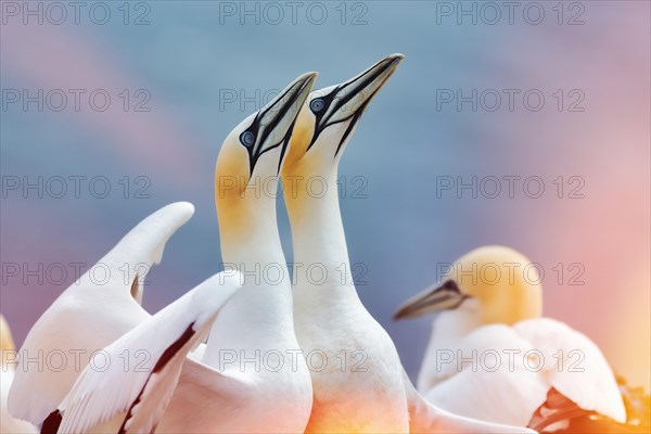 Northern gannet