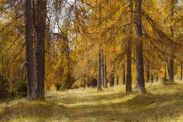 Beautifully colored larches near Cortina d'Ampezzo