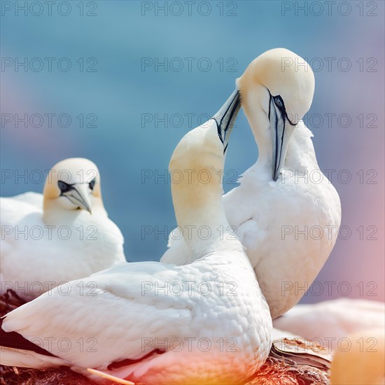 Northern gannet