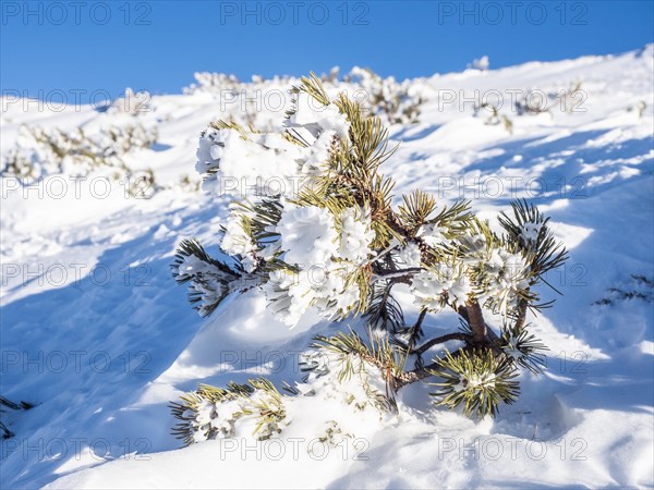 Snow-covered mountain pine