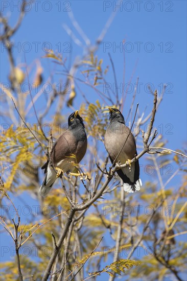 Common myna