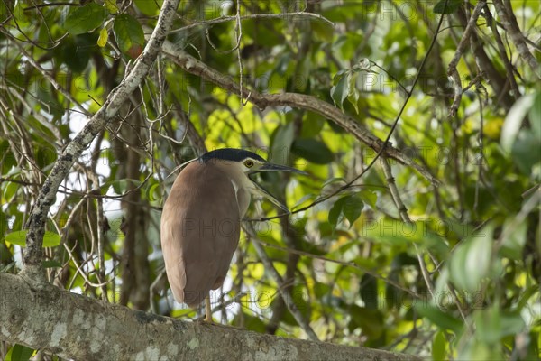 Nankeen night heron