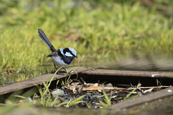 Superb fairy-wren