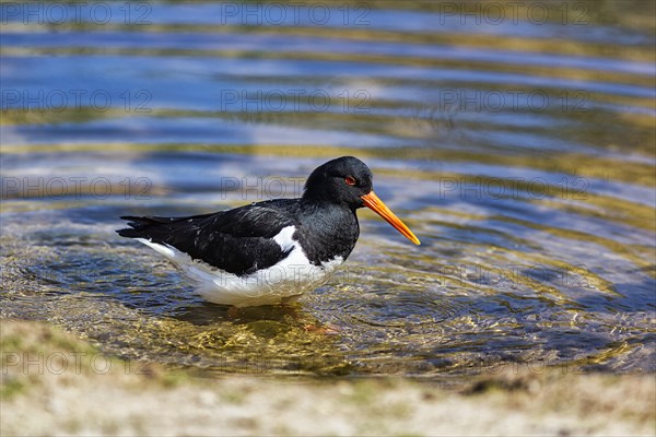 Eurasian oystercatcher