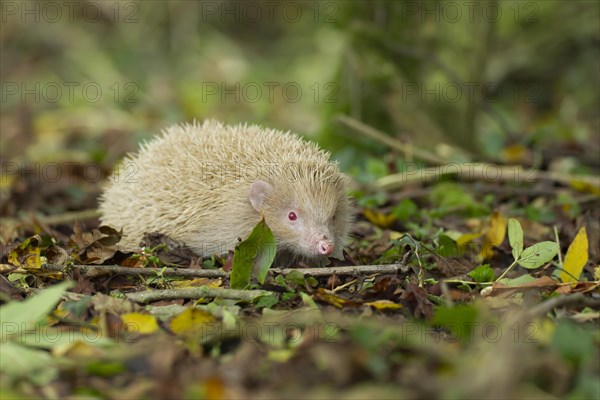 European Hedgehog