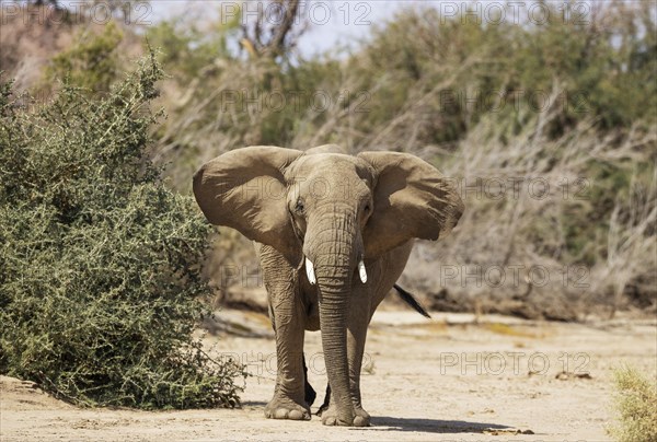 African Elephant