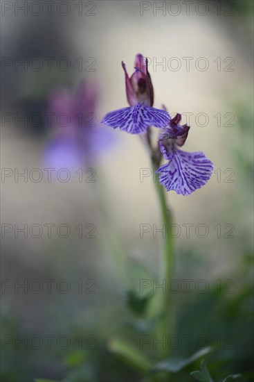 Butterfly orchid