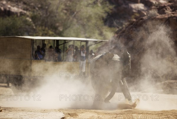 African Elephant