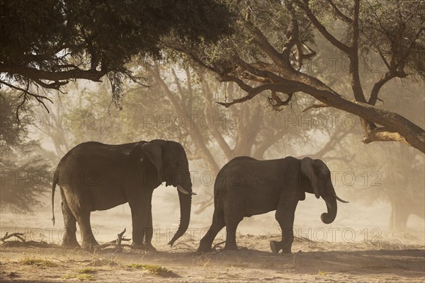 African Elephant