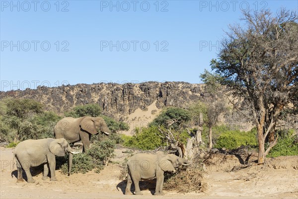 African Elephant