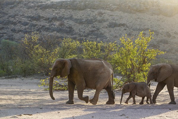 African Elephant