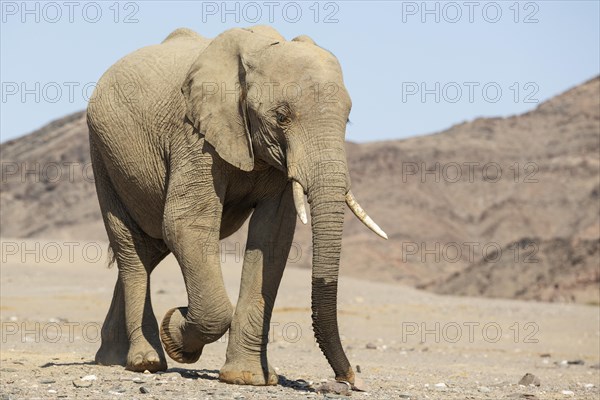 African Elephant