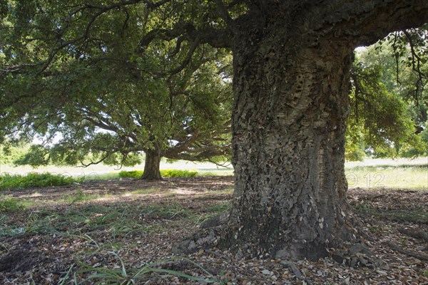 Cork oak