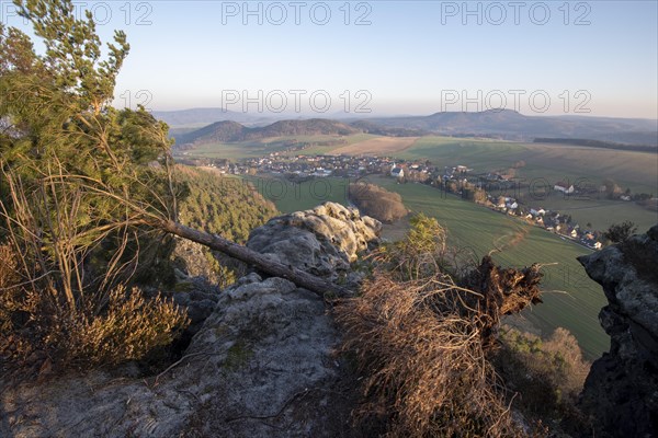 Fallen tree