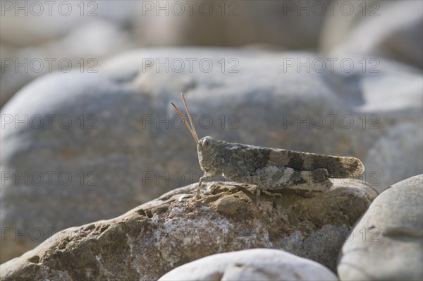 Blue-winged grasshopper