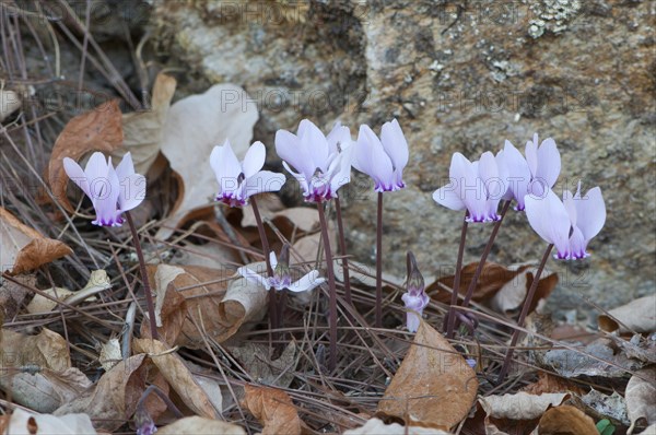 Anatolian violet