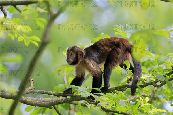 Golden-bellied capuchin