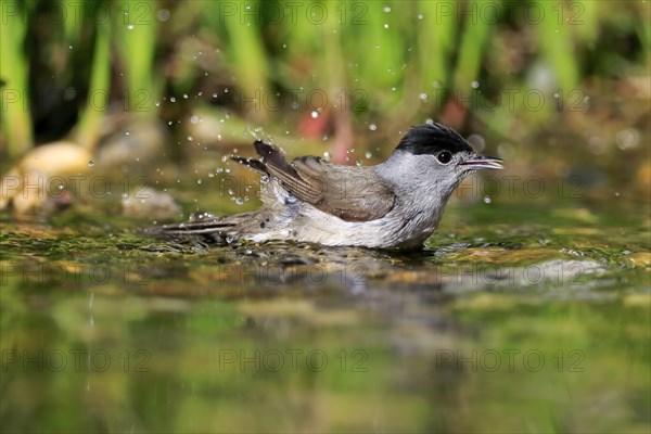 Blackcap