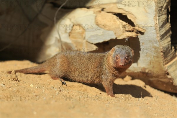 Dwarf mongoose