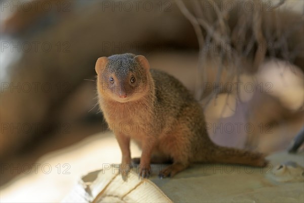 Dwarf mongoose