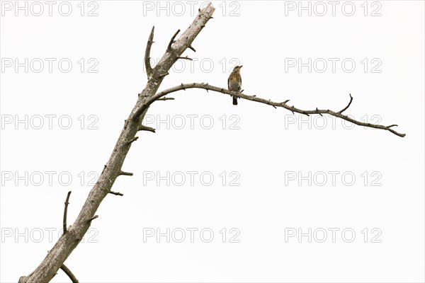 Fieldfare