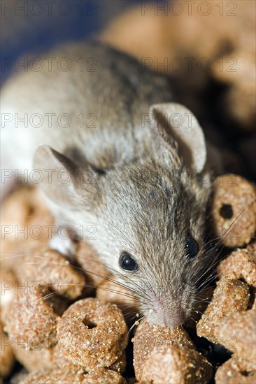 A house mouse