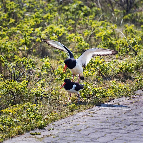 Eurasian oystercatcher