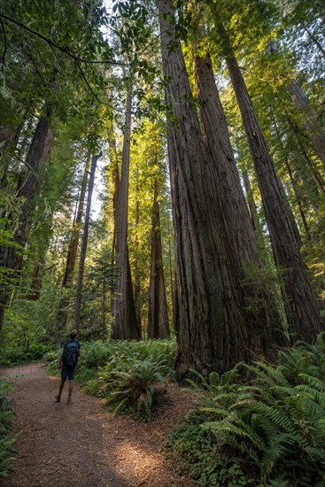 Hiker on trail through forest with coast redwoods