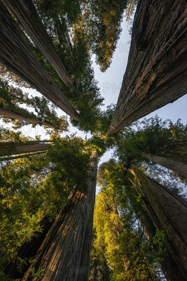 Coast redwoods