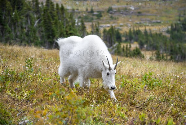 Mountain goat