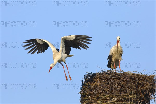 White stork