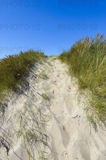 Path through Dunes too the Beach
