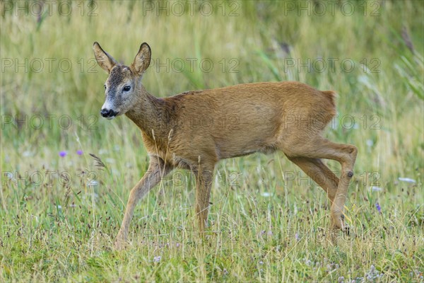 Roe Deer