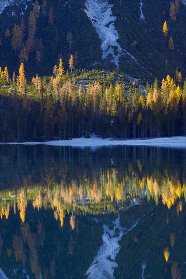 Mountainside with colorful larch trees reflecting in lake