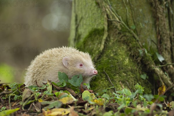 European Hedgehog