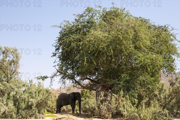 African Elephant