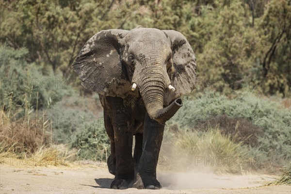 African Elephant