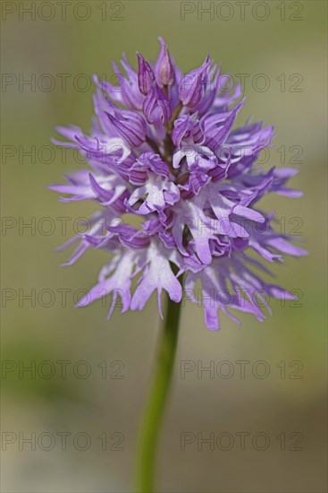 Naked man orchid