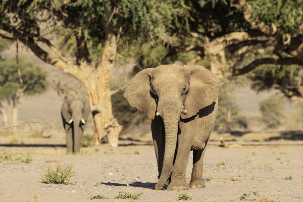 African Elephant